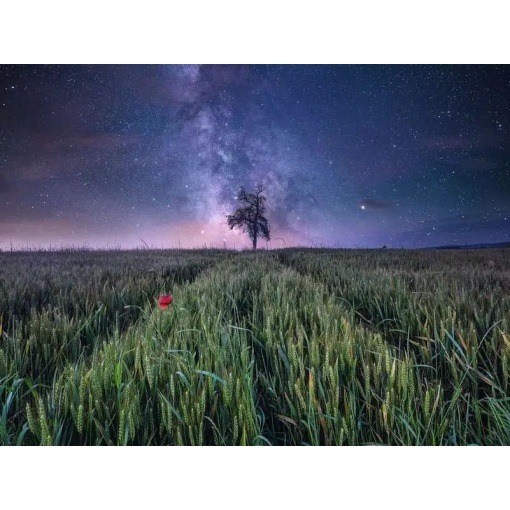 Power of Nature Puzzle Cielo nocturno sobre el maizal (1500 piezas)